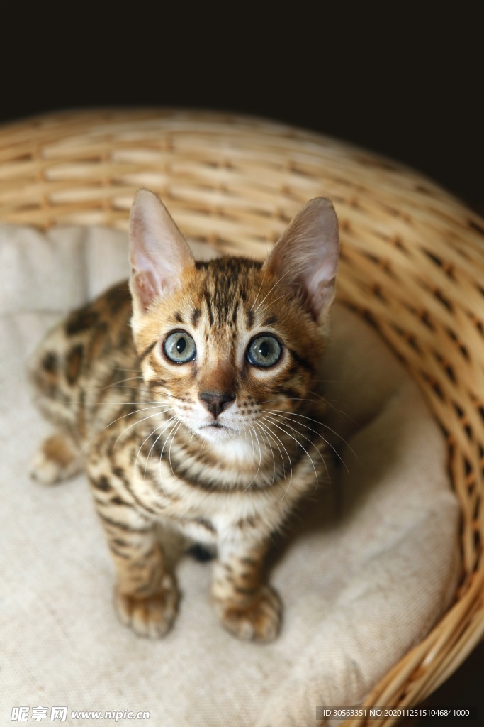宠物猫