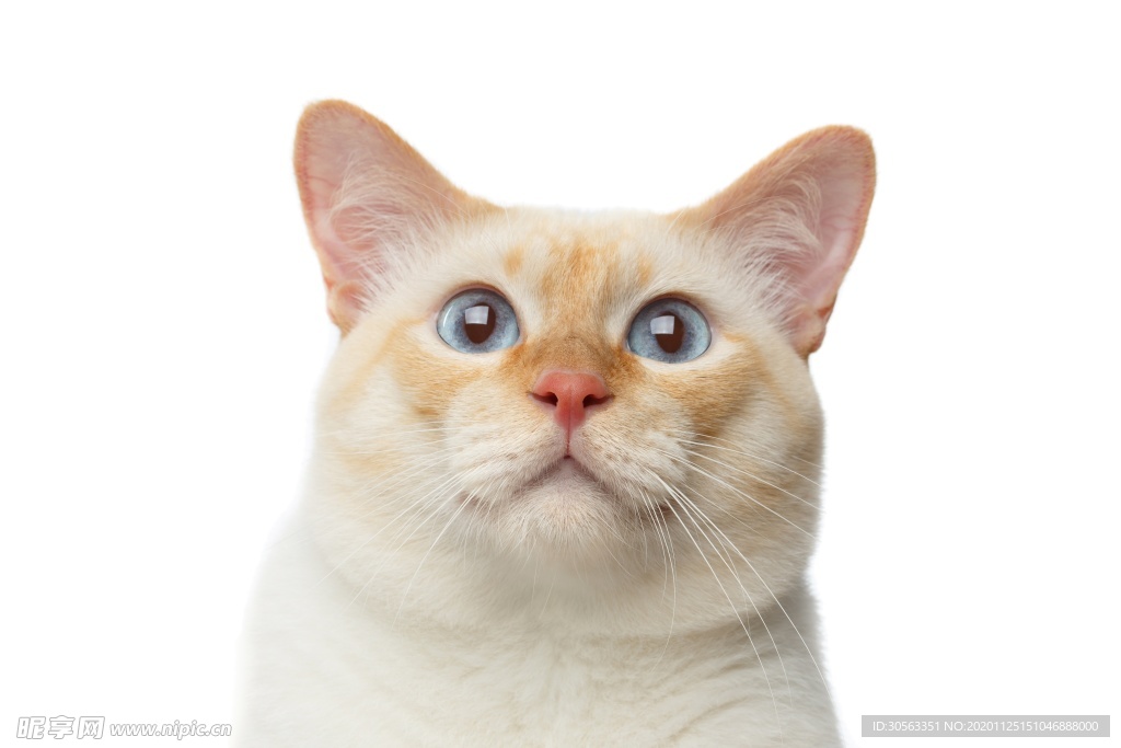 宠物猫