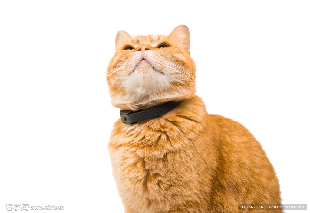 宠物猫