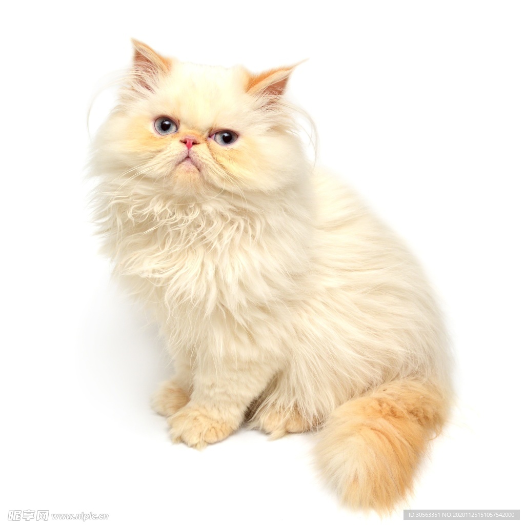 宠物猫