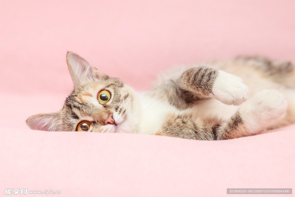 宠物猫