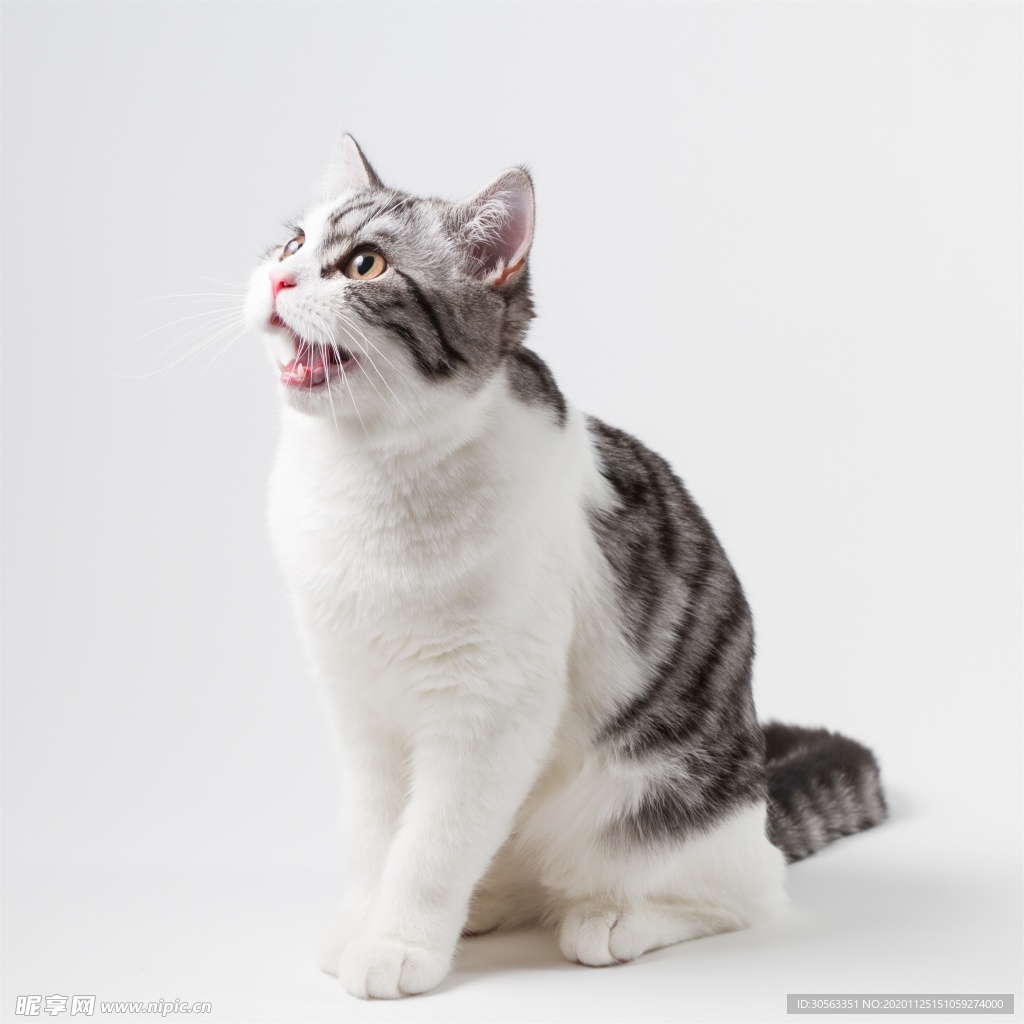 宠物猫