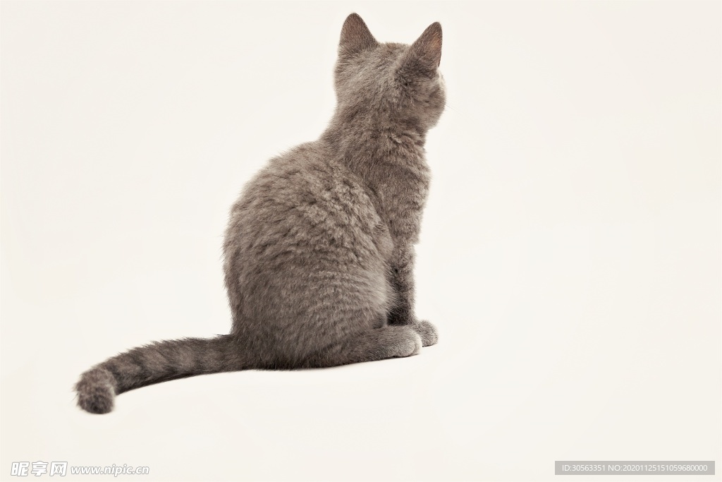 宠物猫
