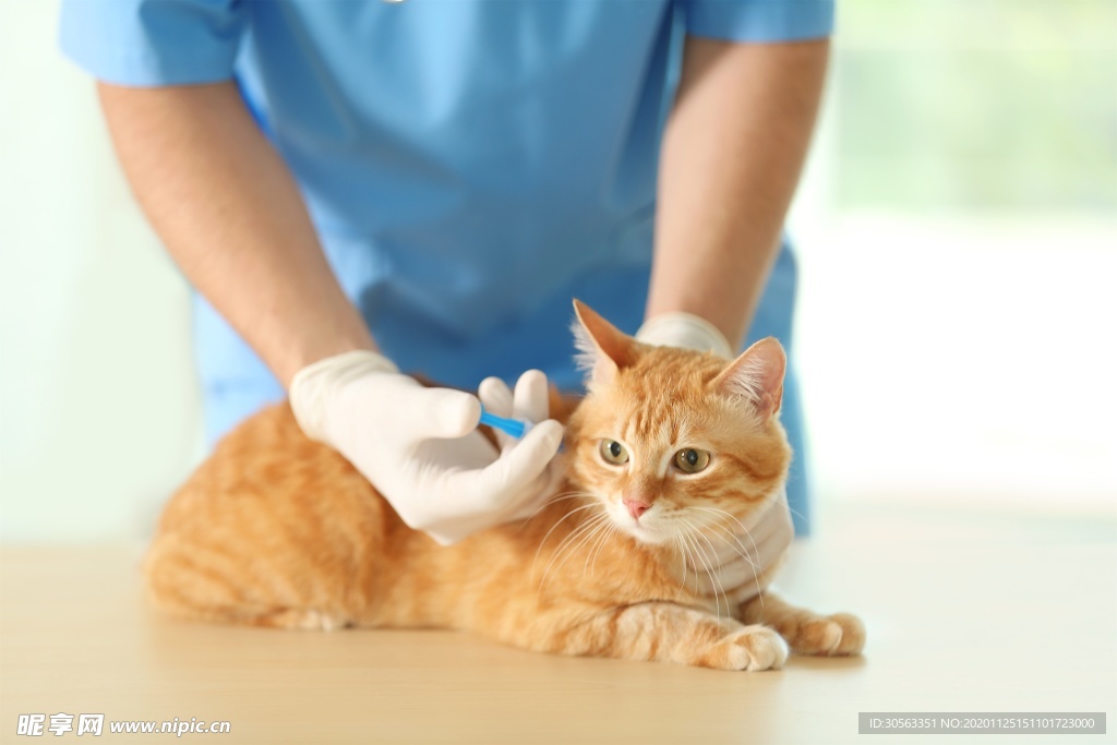 宠物猫