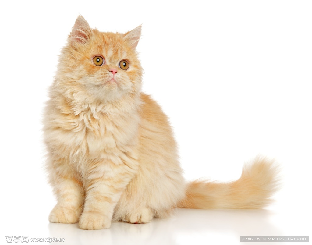 宠物猫