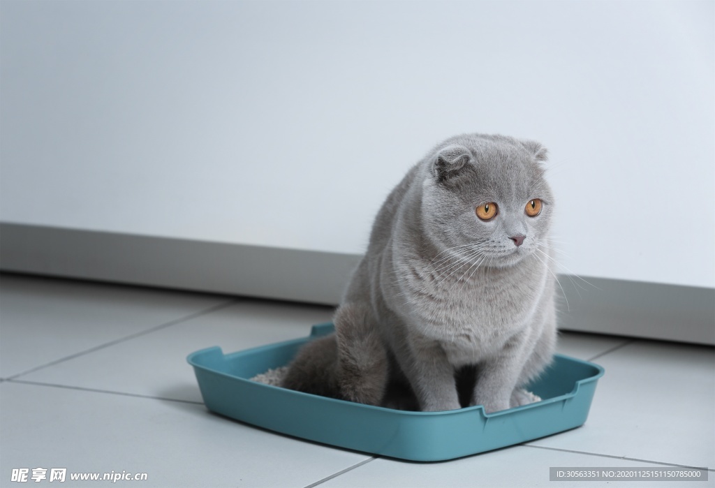 宠物猫