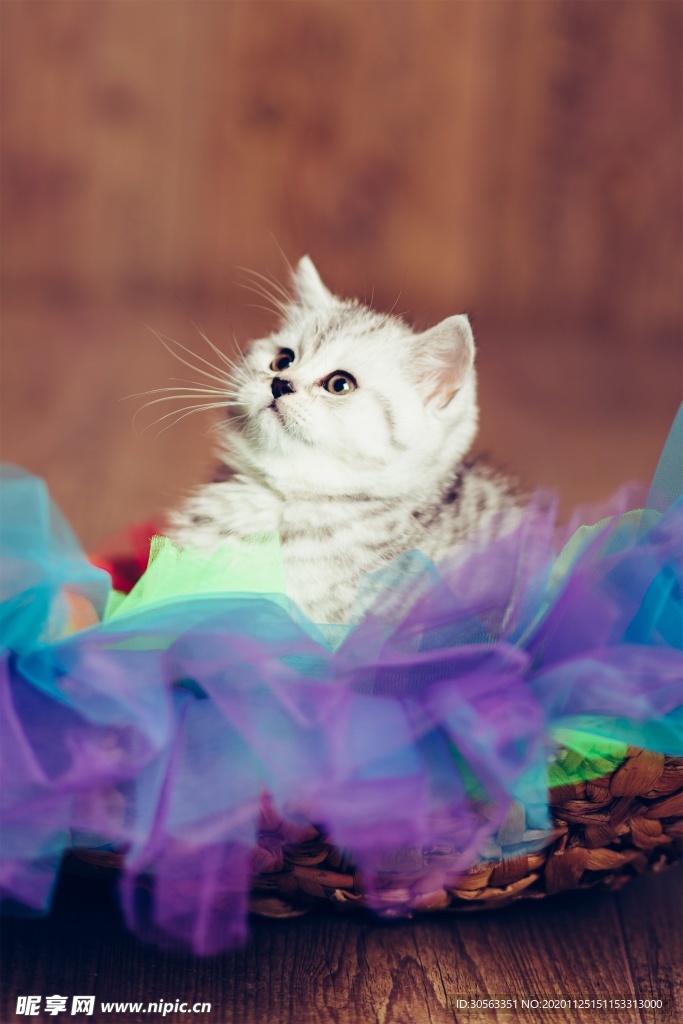 宠物猫