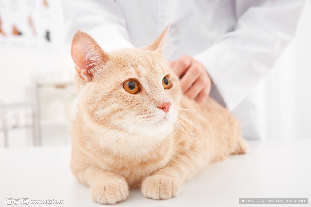 宠物猫