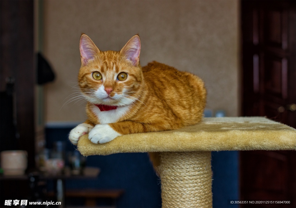 宠物猫