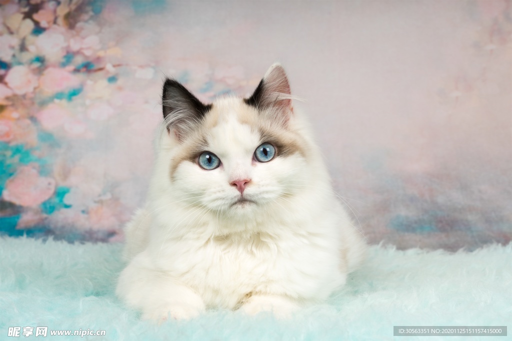 宠物猫