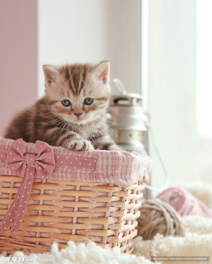 宠物猫