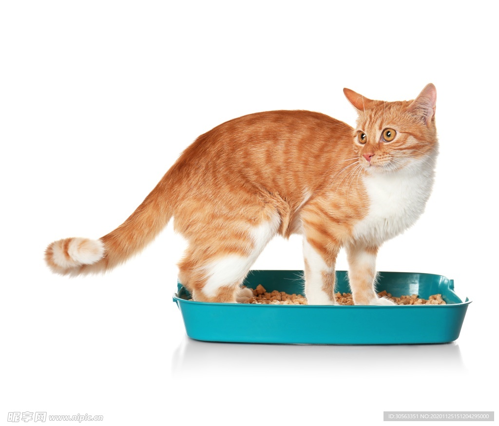 宠物猫