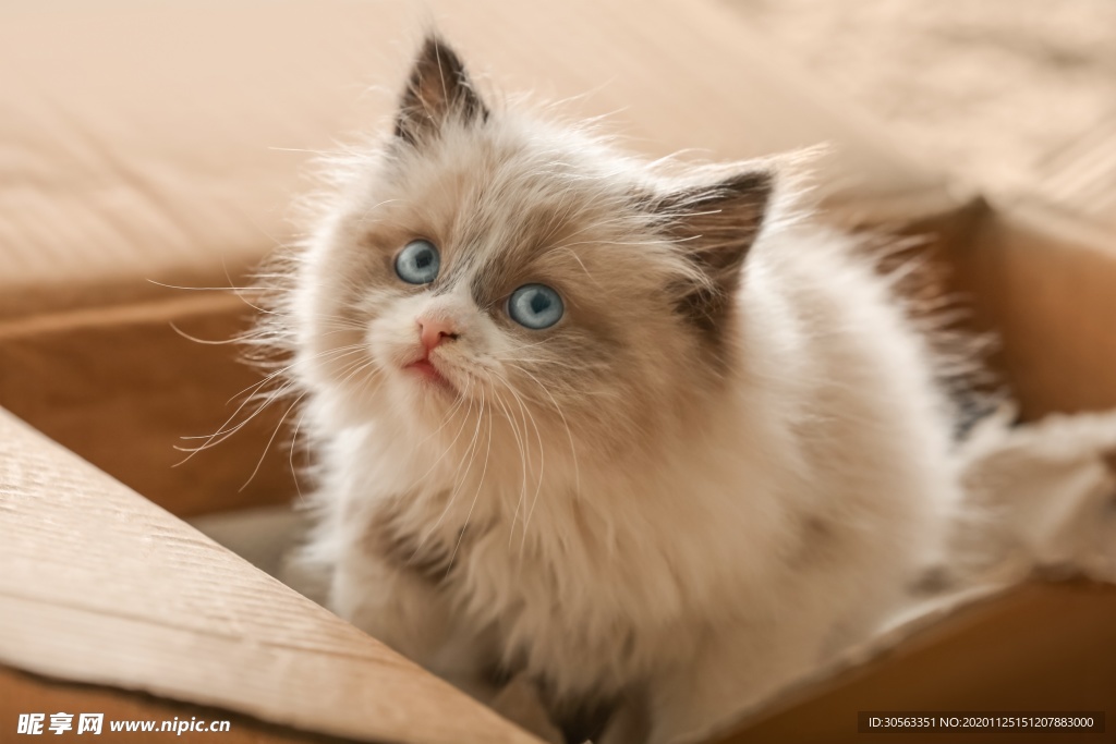 宠物猫