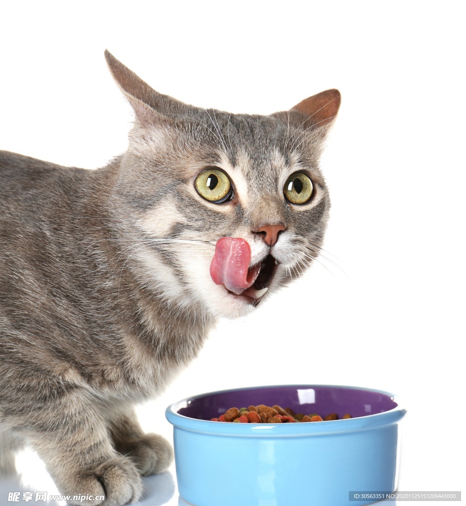 宠物猫