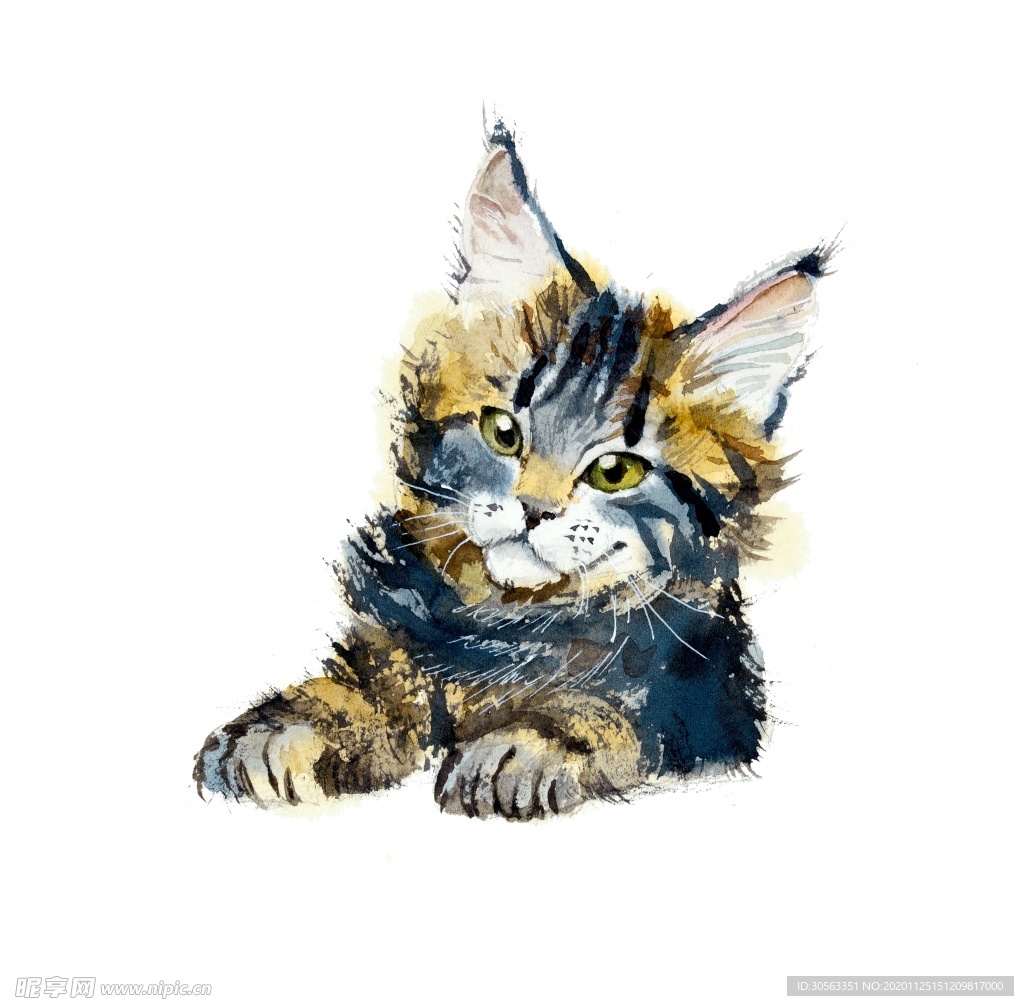 宠物猫