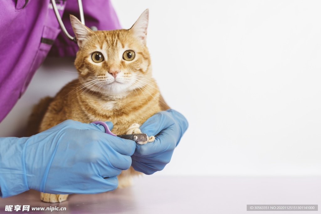 宠物猫