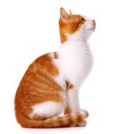 宠物猫