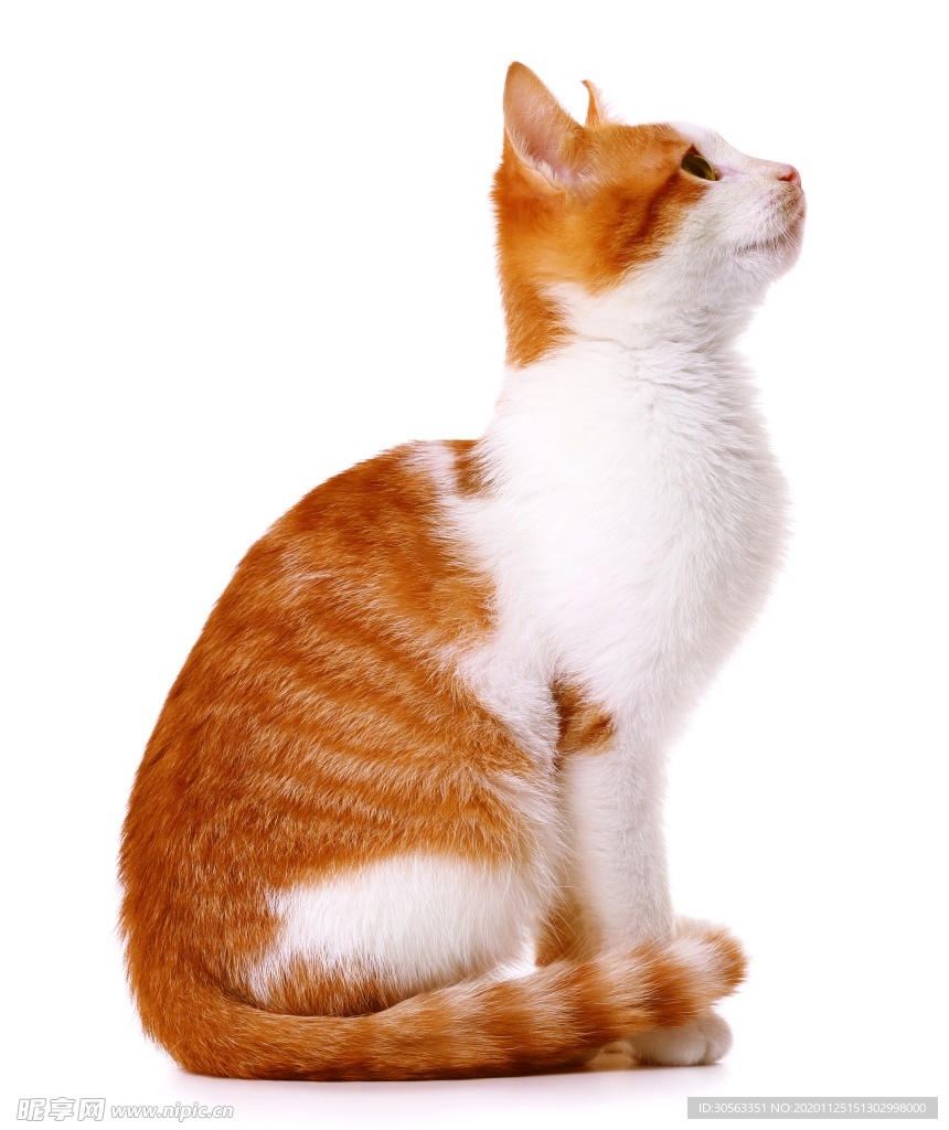 宠物猫