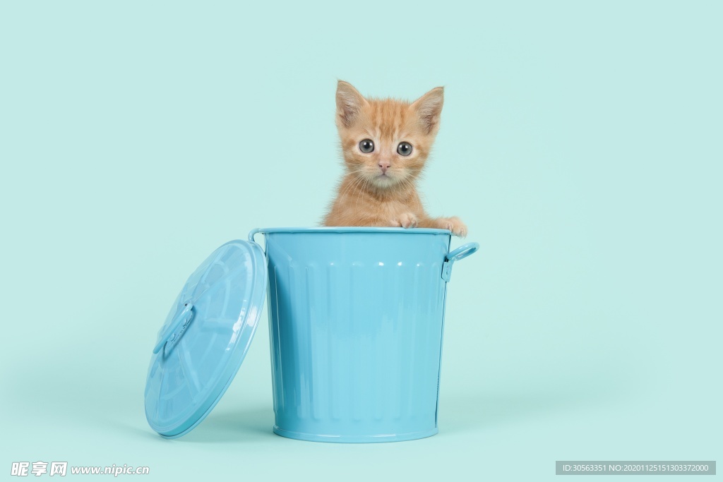 宠物猫