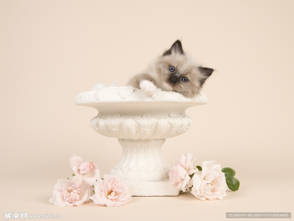 宠物猫