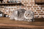 宠物猫