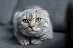 宠物猫