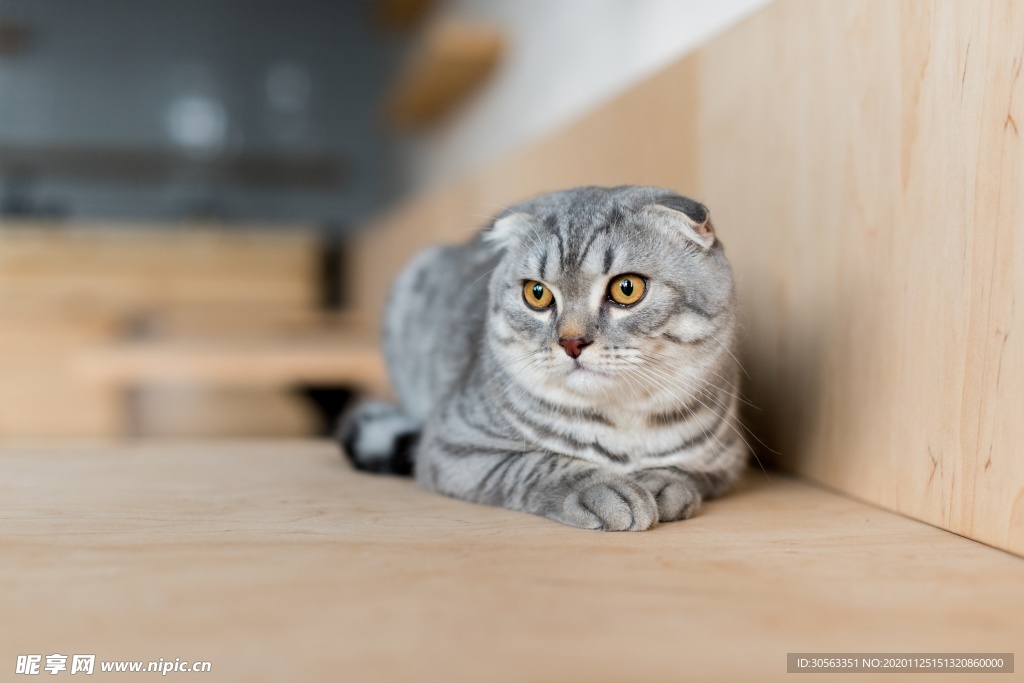 宠物猫