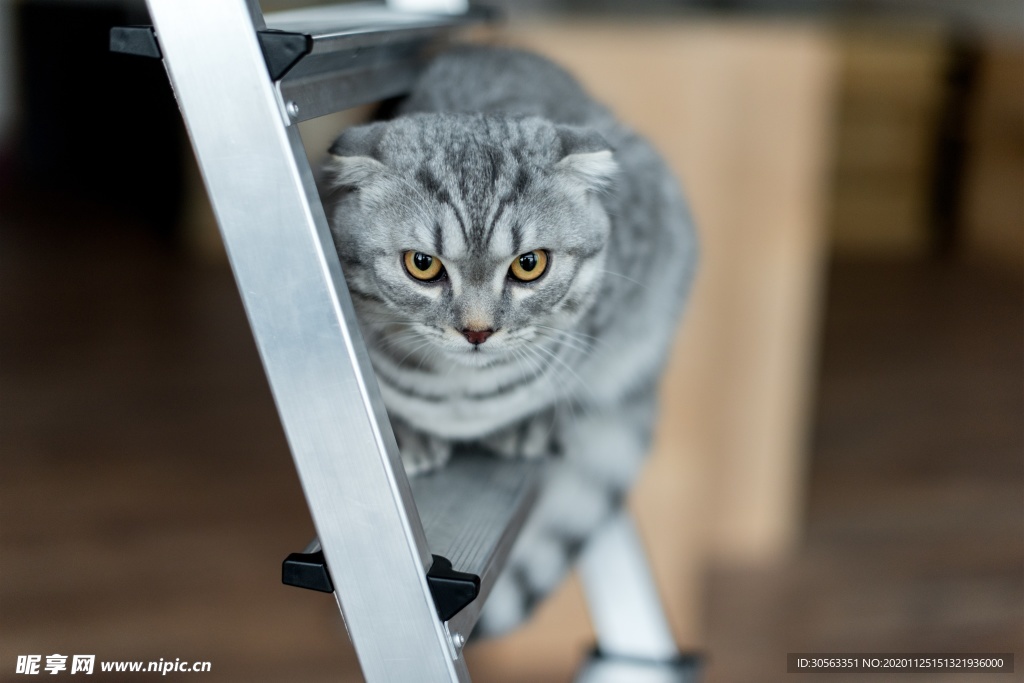宠物猫