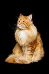 宠物猫