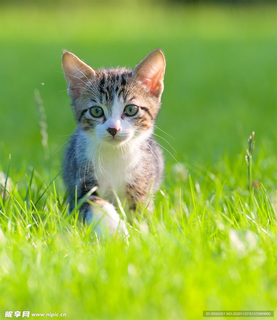 宠物猫