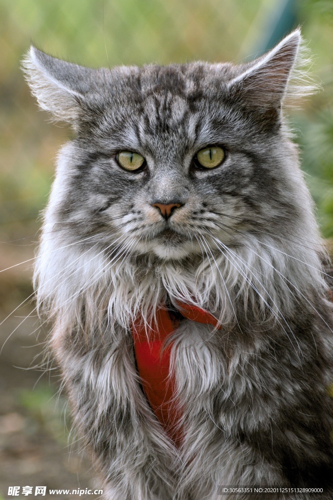 宠物猫
