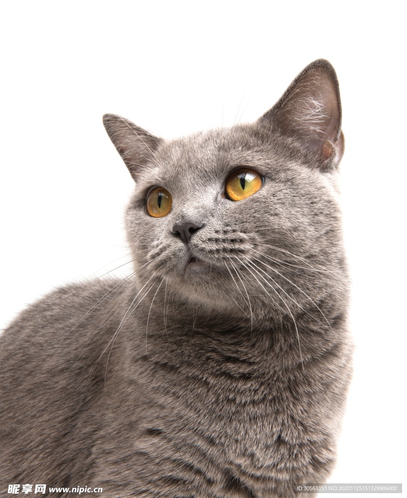 宠物猫