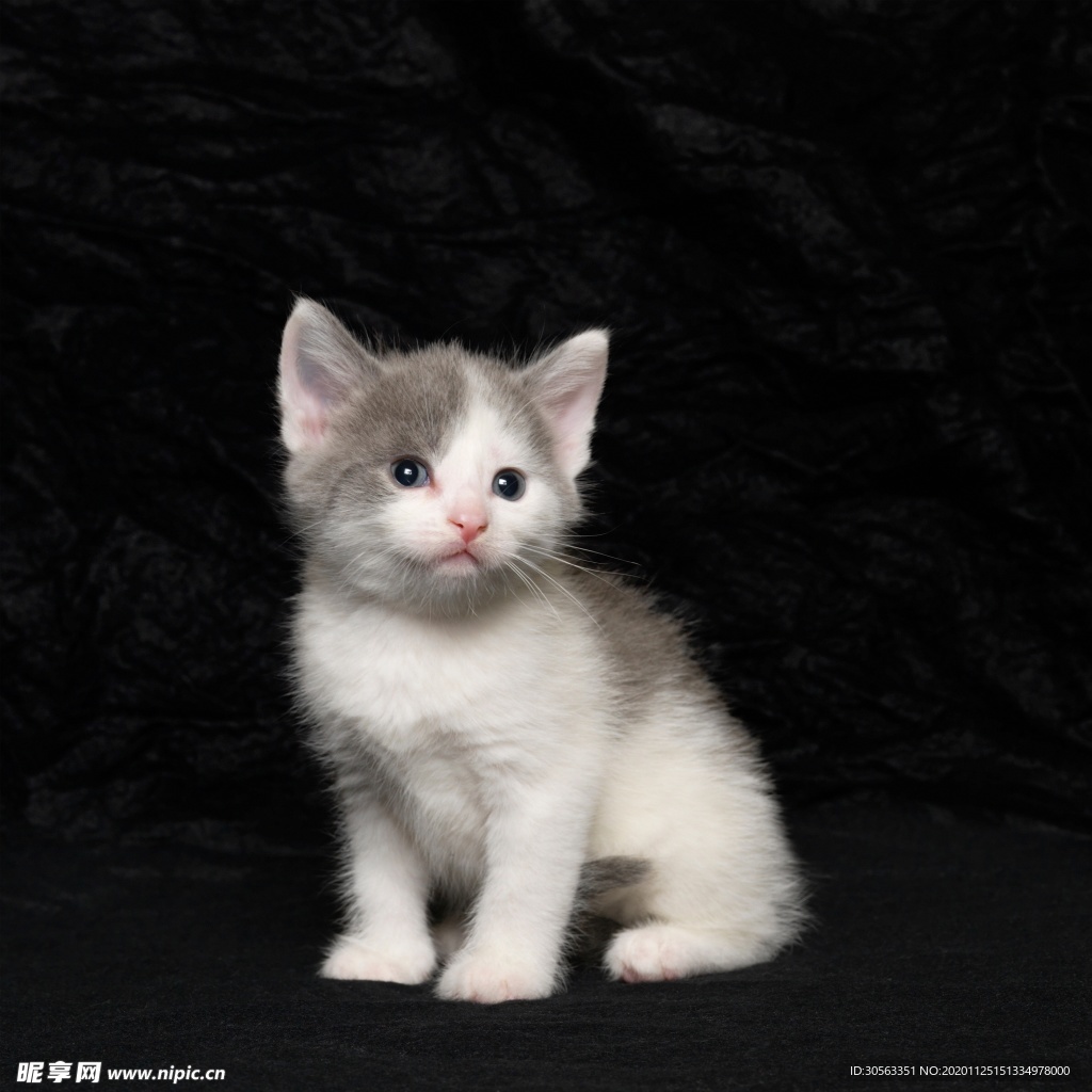 宠物猫