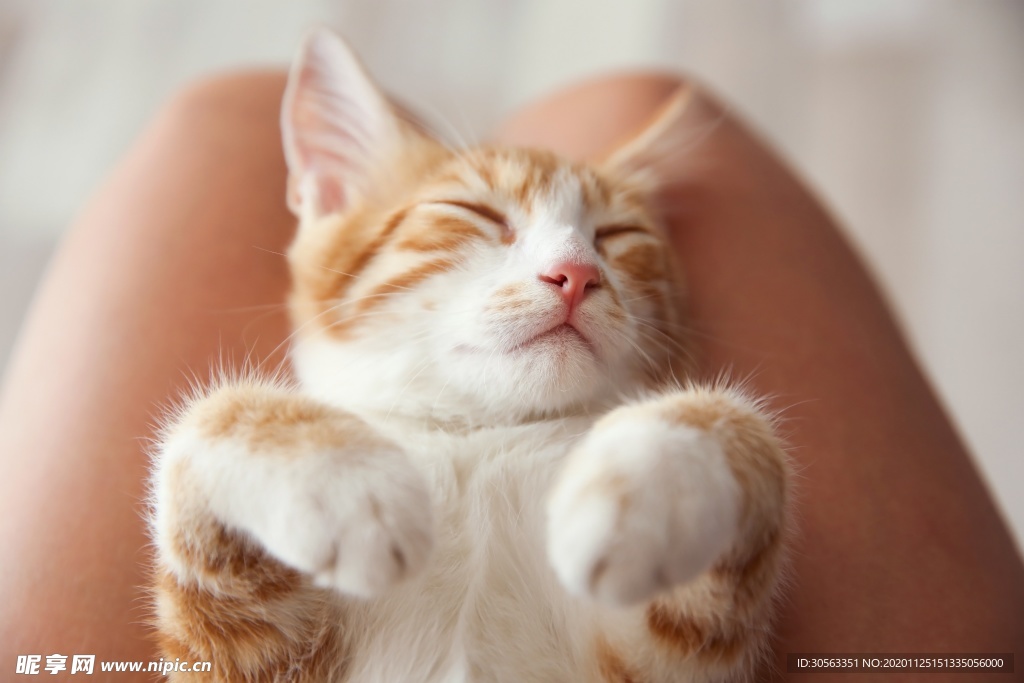 宠物猫