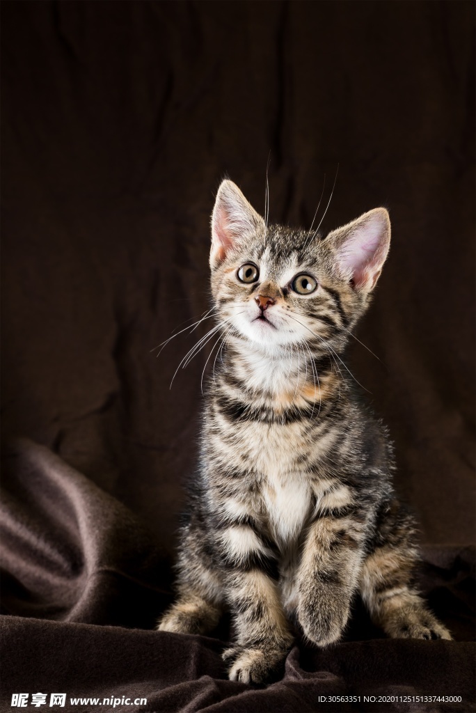 宠物猫
