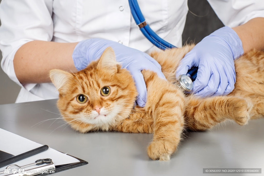 宠物猫