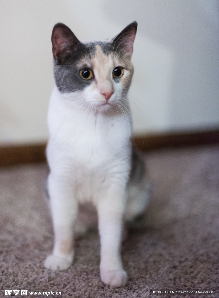 宠物猫