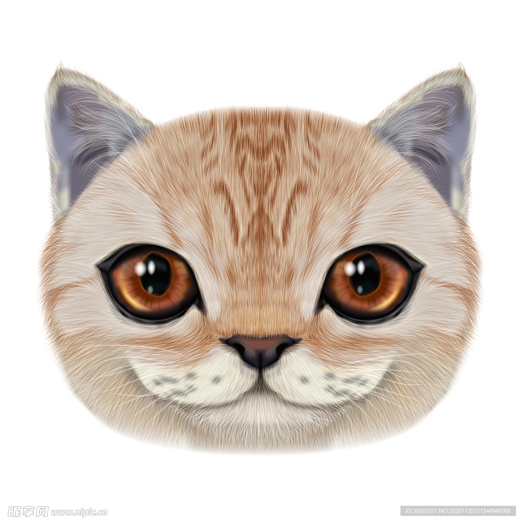 宠物猫