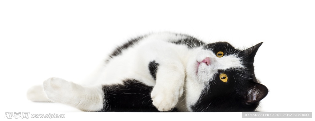 宠物猫