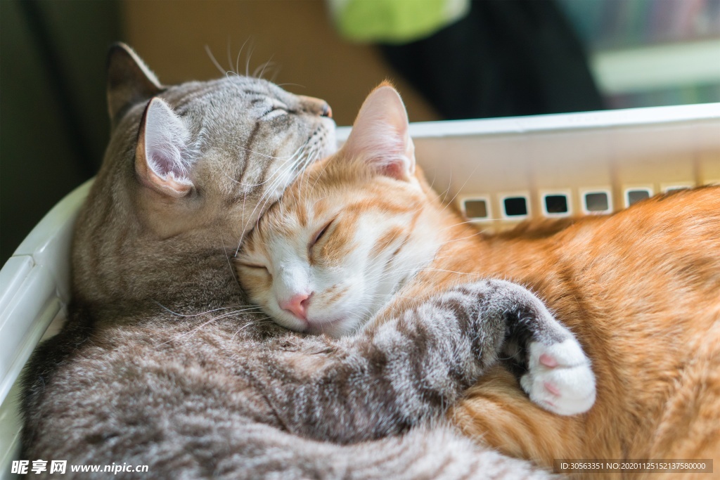 宠物猫
