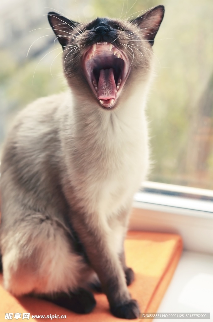 宠物猫