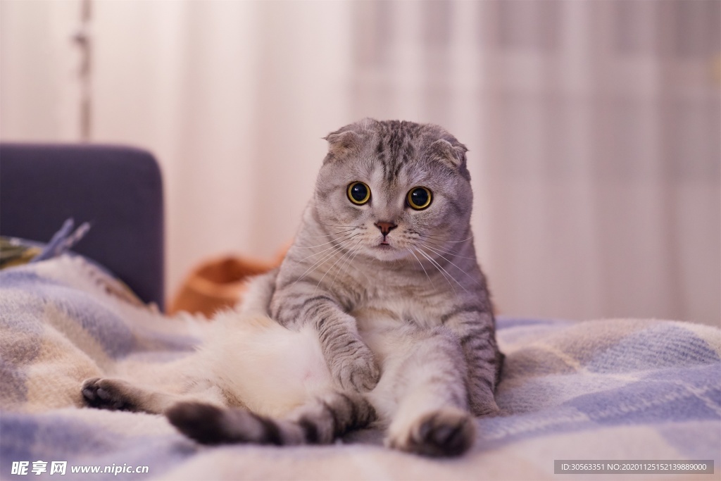 宠物猫