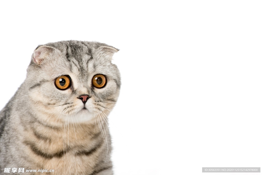 宠物猫