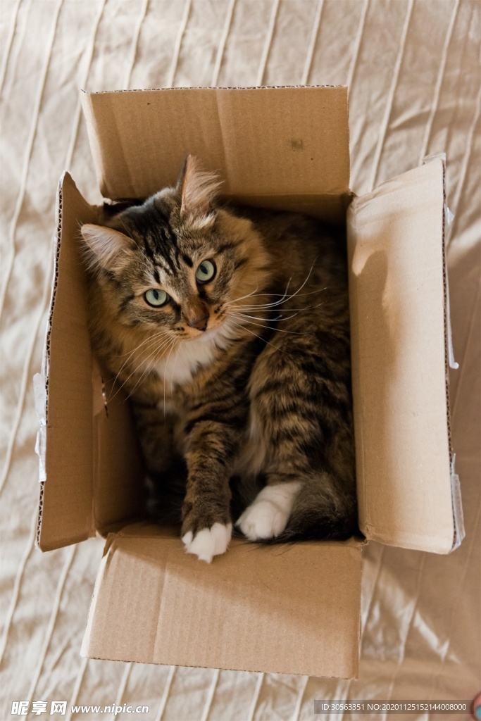 宠物猫