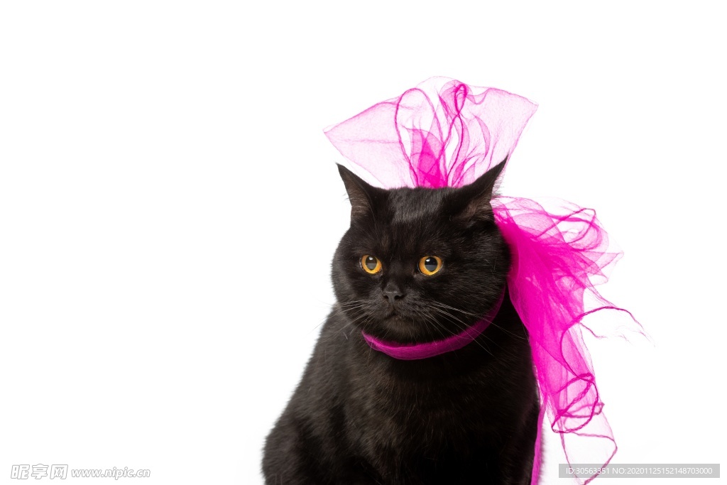 宠物猫