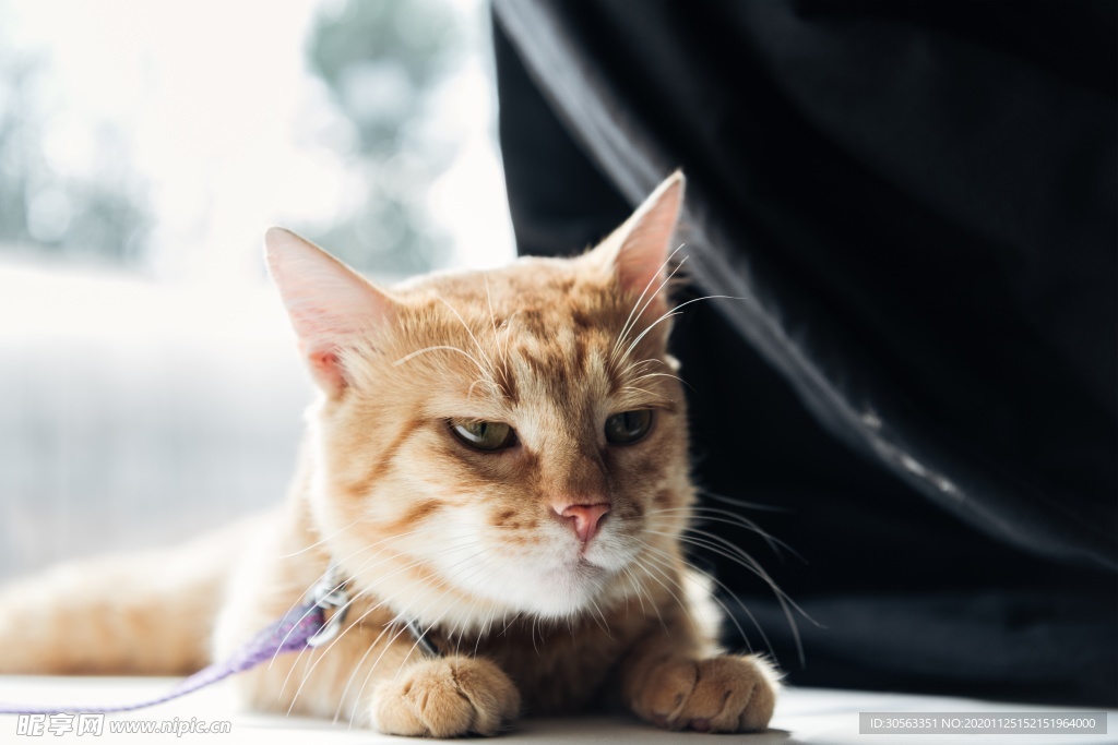 宠物猫