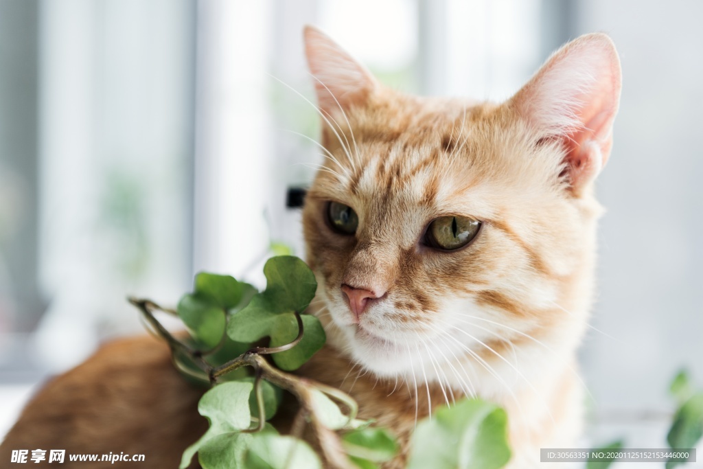 宠物猫