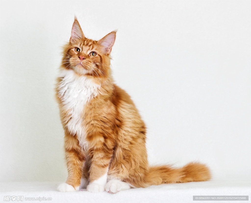 宠物猫