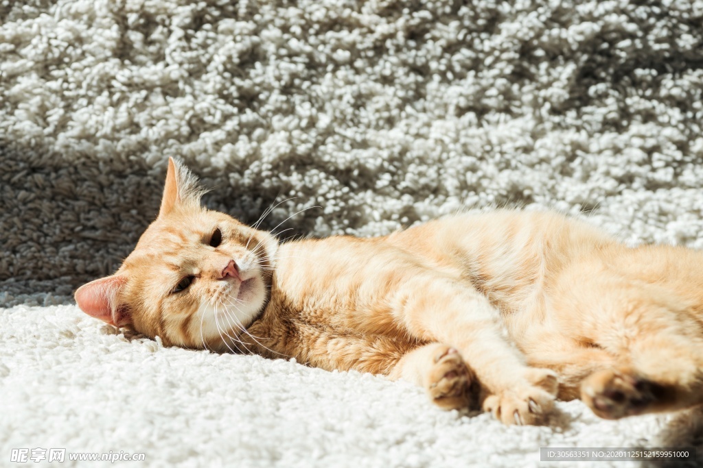 宠物猫