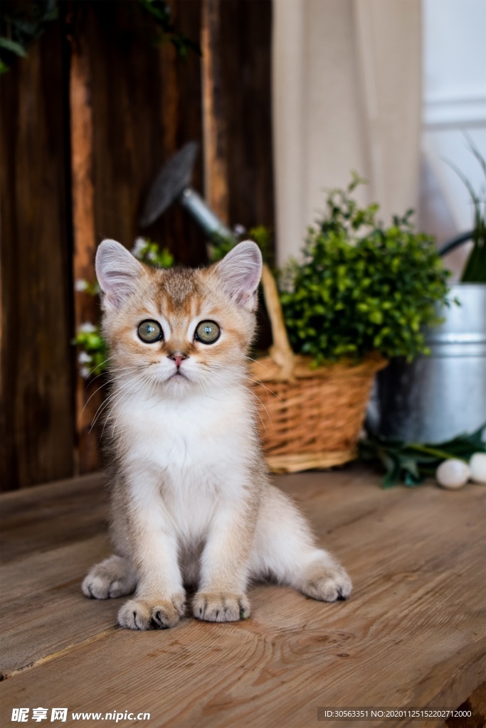 宠物猫